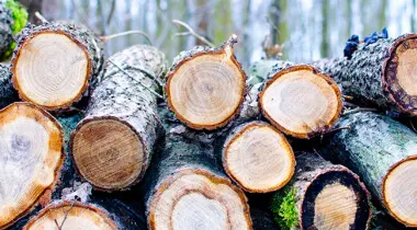 Котел деревообрабатывающей промышленности